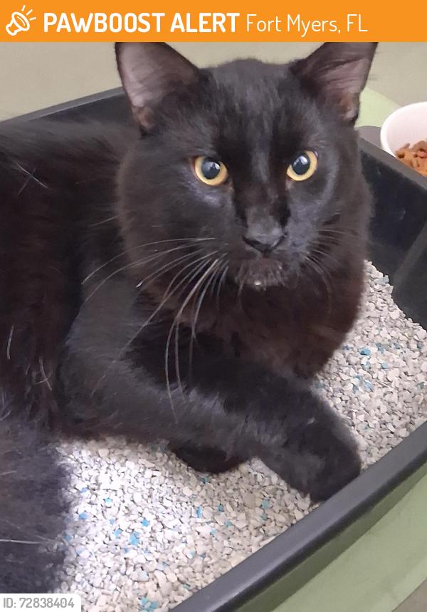 Found/Stray Male Cat last seen Southbound span of the Edison Bridge, Fort Myers, FL 33901