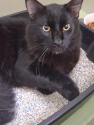 Found/Stray Male Cat last seen Southbound span of the Edison Bridge, Fort Myers, FL 33901
