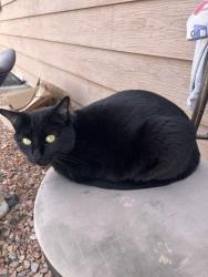 Reunited Female Cat last seen Near Vandalia St, Las Vegas, NV 89106, USA, Las Vegas, NV 89106