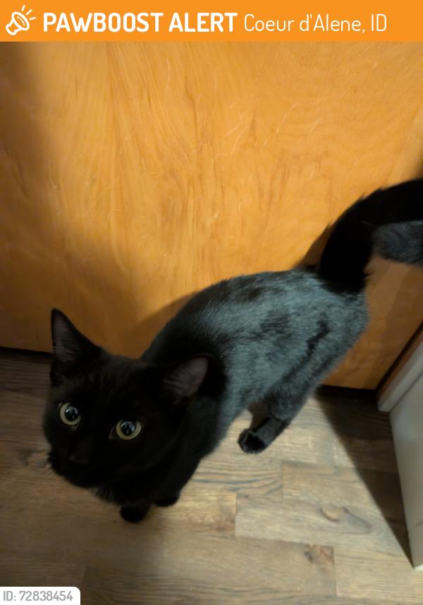 Found/Stray Female Cat last seen Near best food? Idk, Coeur d'Alene, ID 83814