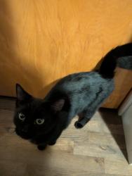 Found/Stray Female Cat last seen Near best food? Idk, Coeur d'Alene, ID 83814