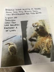 Lost Male Dog last seen Charleston and Eastern in Las Vegas , Las Vegas Valley, NV 89104