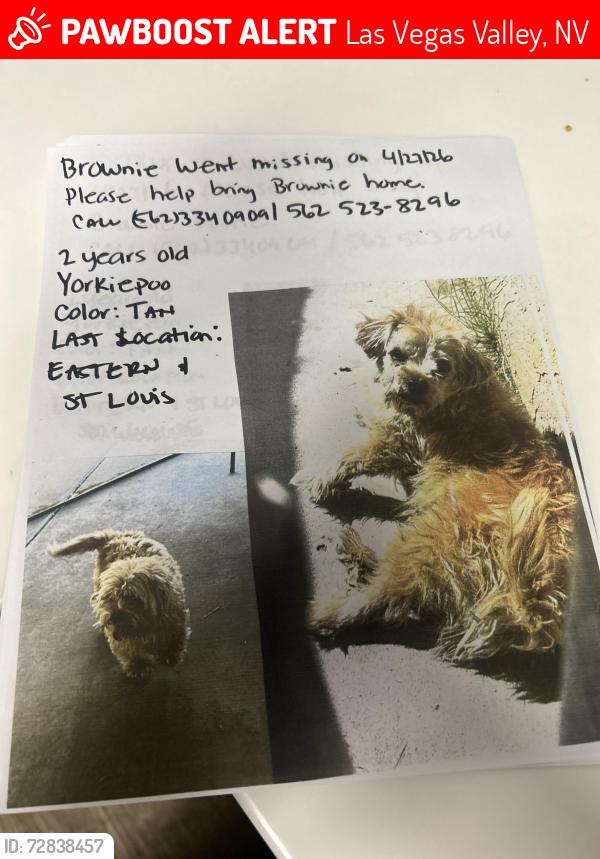 Lost Male Dog last seen Charleston and Eastern in Las Vegas , Las Vegas Valley, NV 89104