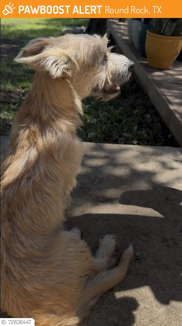 Found/Stray Male Dog last seen Avery Ranch Blvd at Morgan Hill Trail, Round Rock, TX 78681