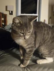 Found/Stray Male Cat last seen Rosemont Garden and Pin Oak, Lexington, KY 40503