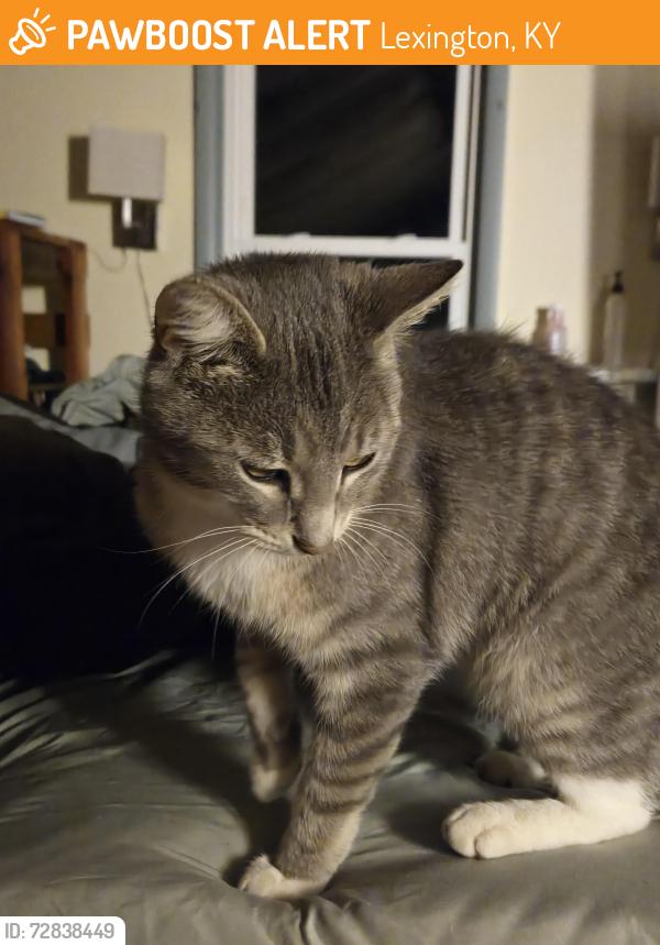 Found/Stray Male Cat last seen Rosemont Garden and Pin Oak, Lexington, KY 40503