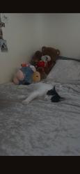 Lost Male Cat last seen Indian school & Litchfield rd, Litchfield Park, AZ 85340