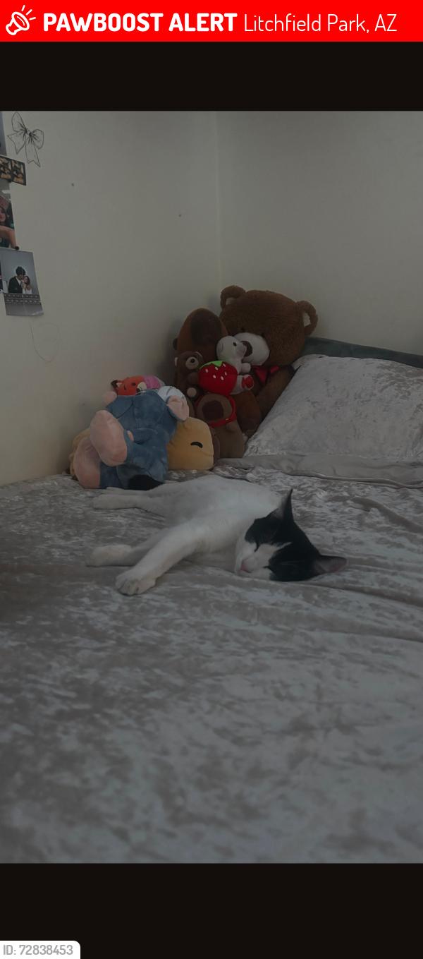 Lost Male Cat last seen Indian school & Litchfield rd, Litchfield Park, AZ 85340