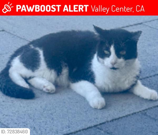 Lost Male Cat last seen Fruitvale Rd, Valley Center, CA 92082