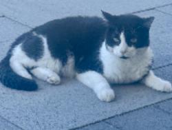 Lost Male Cat last seen Fruitvale Rd, Valley Center, CA 92082