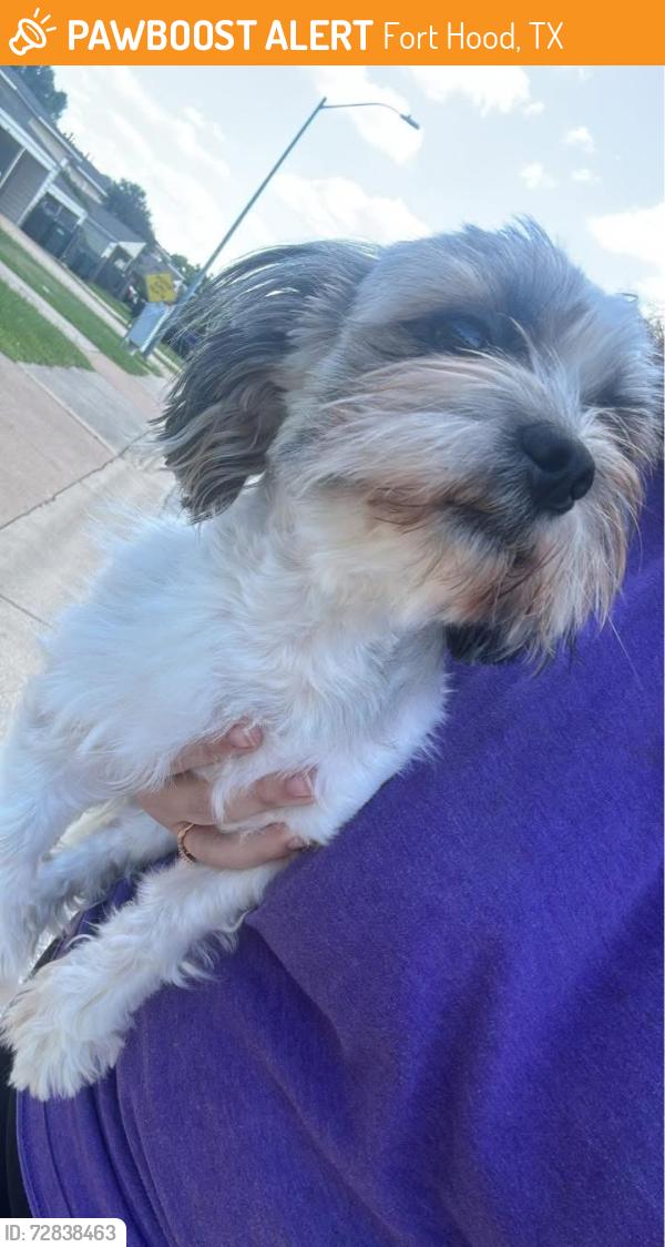 Found/Stray Unknown Dog last seen Taos street , Fort Hood, TX 76544