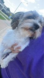 Found/Stray Unknown Dog last seen Taos street , Fort Hood, TX 76544