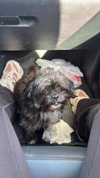 Lost Male Dog last seen Fenkell & greenfield , Detroit, MI 48227