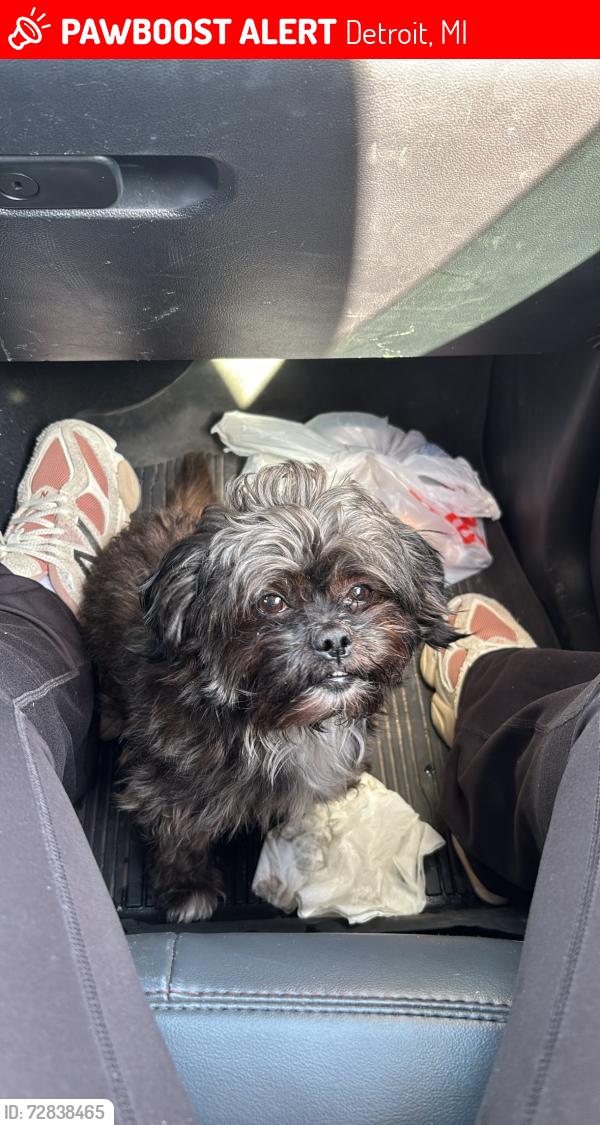 Lost Male Dog last seen Fenkell & greenfield , Detroit, MI 48227