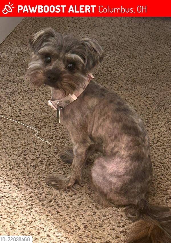 Lost Female Dog last seen Eastmoore, Columbus, OH 43209