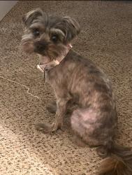 Lost Female Dog last seen Eastmoore , Columbus, OH 43209