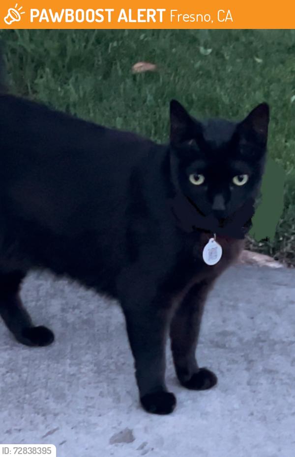 Found/Stray Female Cat last seen Fresno State/ Barstow and Cedar, Fresno, CA 93710