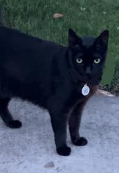 Found/Stray Female Cat last seen Fresno State/ Barstow and Cedar, Fresno, CA 93710