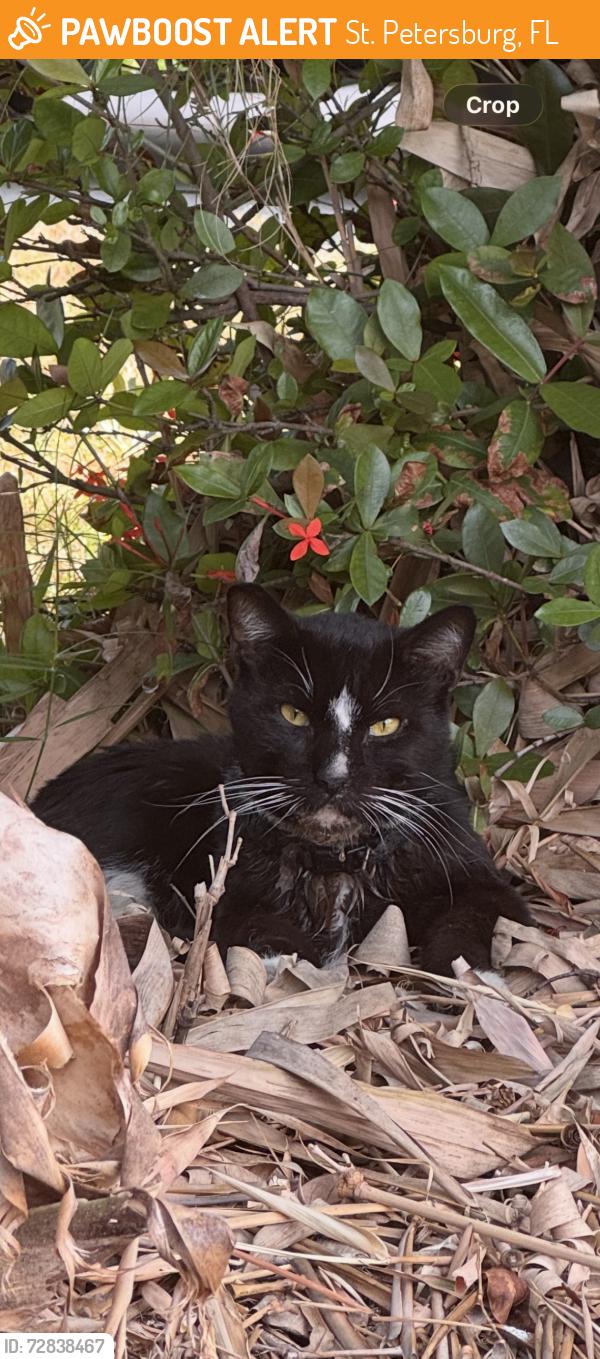 Found/Stray Unknown Cat last seen 17th St N and 38th Ave N , St. Petersburg, FL 33714