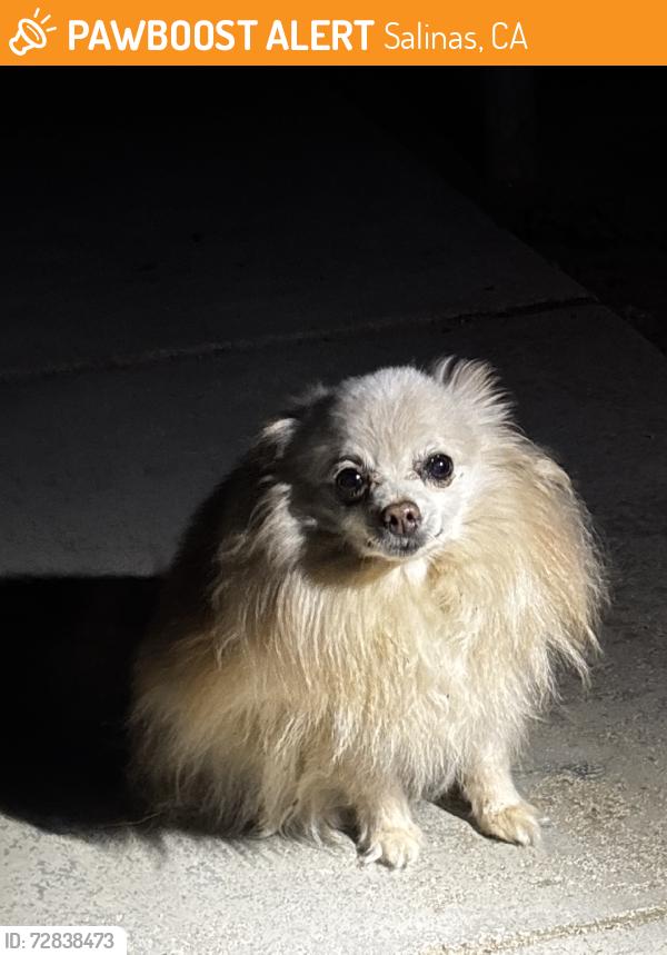 Found/Stray Unknown Dog last seen In an alley, Salinas, CA 93905