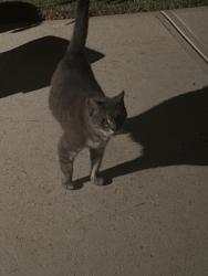 Found/Stray Male Cat last seen Georgias landing neighborhood , Wake County, NC 27603