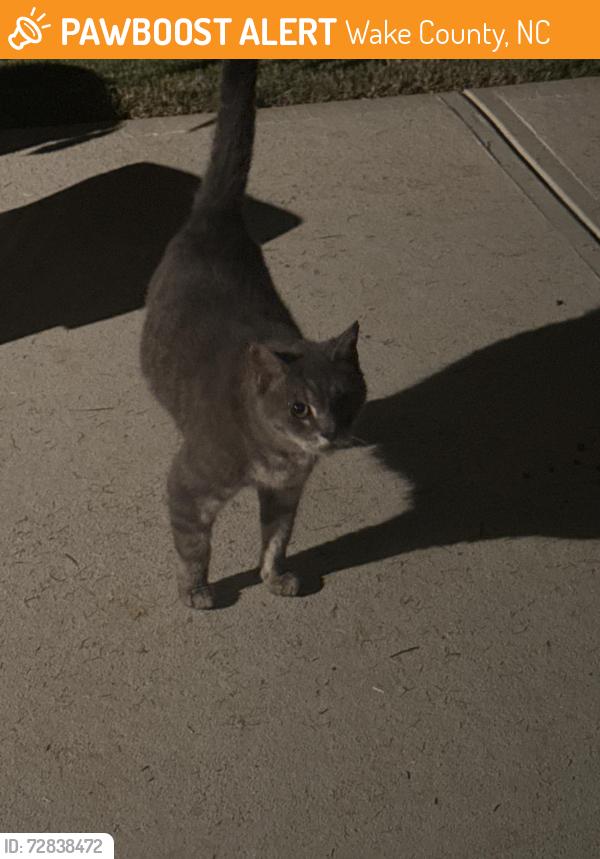 Found/Stray Male Cat last seen Georgias landing neighborhood , Wake County, NC 27603