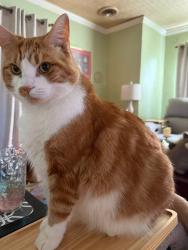 Lost Male Cat last seen Virginia State Police Division 6 Headquarters, 3775 W Main St, Salem, VA 24153, Salem, VA 24153