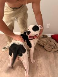 Lost Male Dog last seen Mariner middle school, Cape Coral, FL 33990