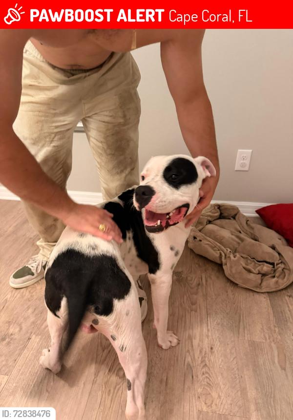 Lost Male Dog last seen Mariner middle school, Cape Coral, FL 33990