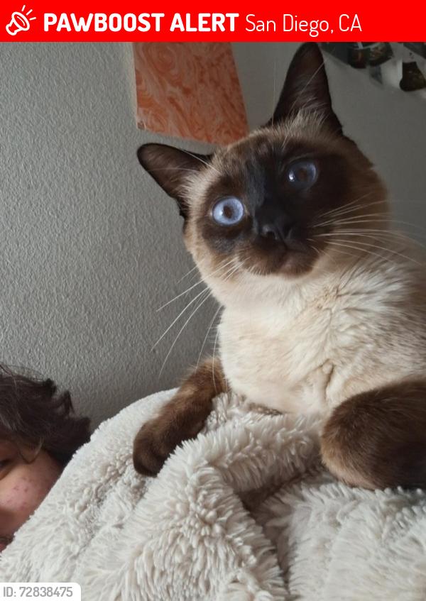 Lost Male Cat last seen San Carlos, Carefree San Carlos area., San Diego, CA 92119