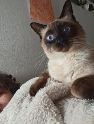 Lost Male Cat last seen San Carlos, Carefree San Carlos area., San Diego, CA 92119