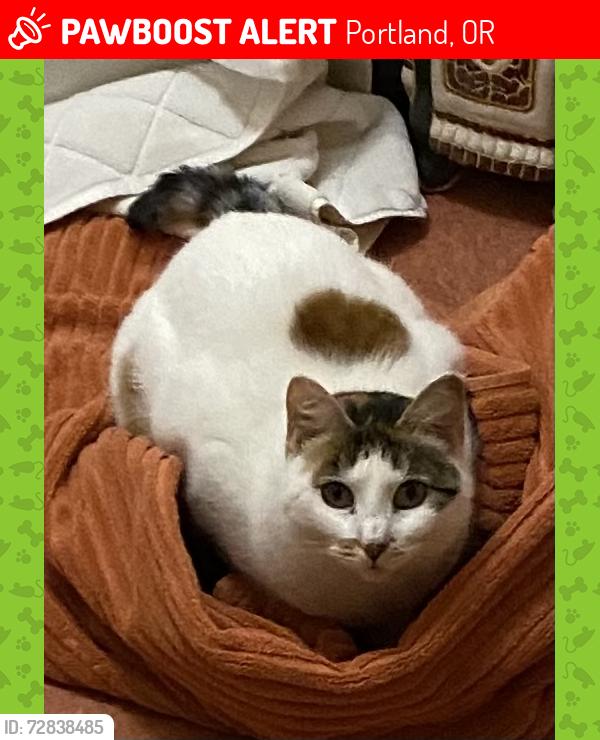 Lost Female Cat last seen SW Illinois st near Hayhurst Elementary School, Portland, OR 97221