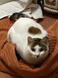 Lost Female Cat last seen SW Illinois st near Hayhurst Elementary School, Portland, OR 97221
