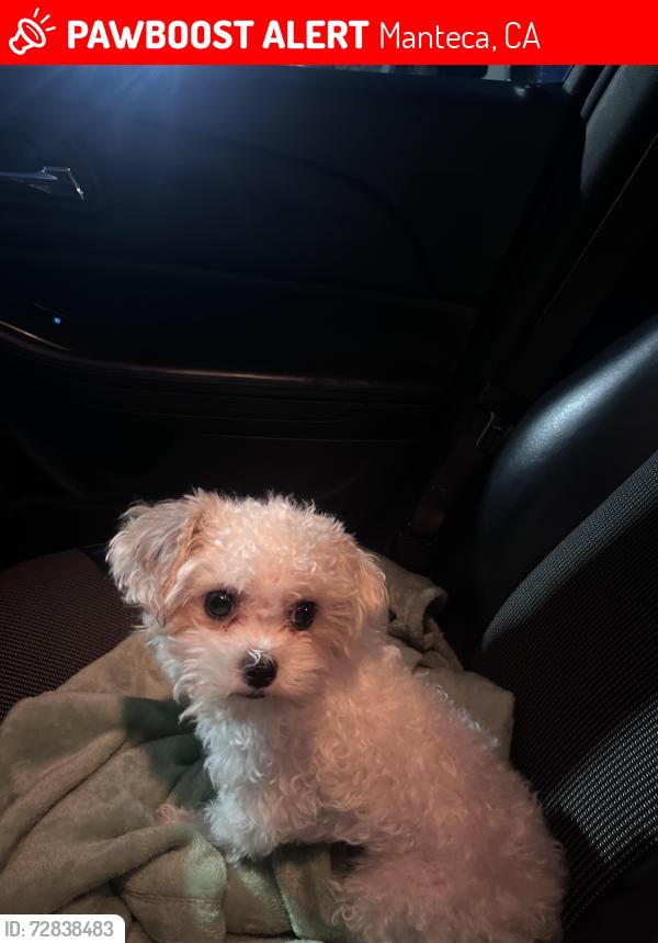 Lost Female Dog last seen Around the corner on Crestwood ave , Manteca, CA 95336