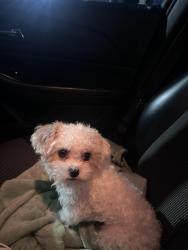 Lost Female Dog last seen Around the corner on Crestwood ave , Manteca, CA 95336