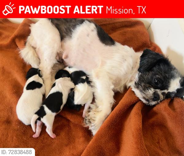 Lost Female Dog last seen Carolina Ave & mile 1 s rd, Mission, TX 78572