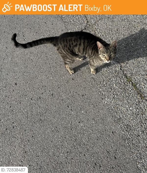 Found/Stray Unknown Cat last seen Seen at the crossing of East Fourth Street and S B Avenue down the street from the Spartan Waeria , Bixby, OK 74008