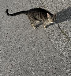 Found/Stray Unknown Cat last seen Seen at the crossing of East Fourth Street and S B Avenue down the street from the Spartan Waeria , Bixby, OK 74008