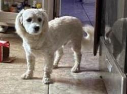 Found/Stray Male Dog last seen W Sahara and rainbow, Las Vegas, NV 89146
