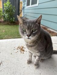 Found/Stray Male Cat last seen Georgias landing neighborhood, Raleigh, NC 27601