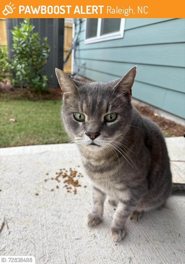 Found/Stray Male Cat last seen Georgias landing neighborhood, Raleigh, NC 27601