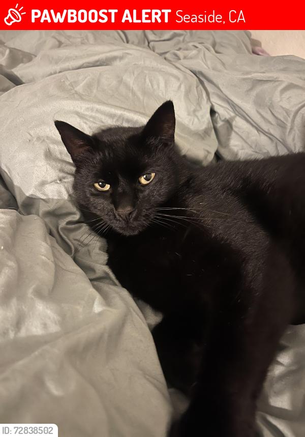 Lost Male Cat last seen Normandy Rd, Seaside, CA 93955