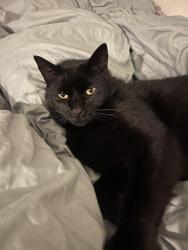 Lost Male Cat last seen Normandy Rd , Seaside, CA 93955