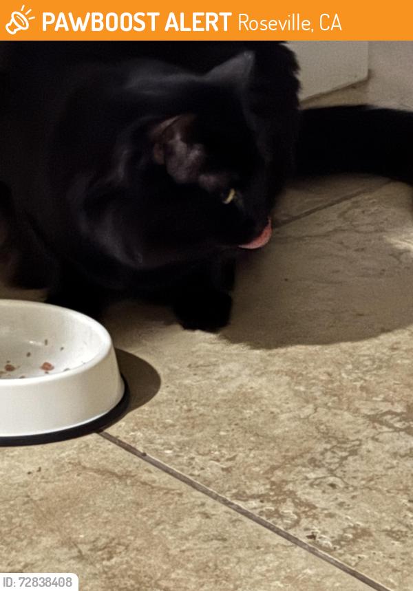 Found/Stray Unknown Cat last seen Rainhill loop Roseville , Roseville, CA 95747
