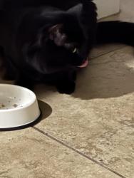 Found/Stray Unknown Cat last seen Rainhill loop Roseville , Roseville, CA 95747