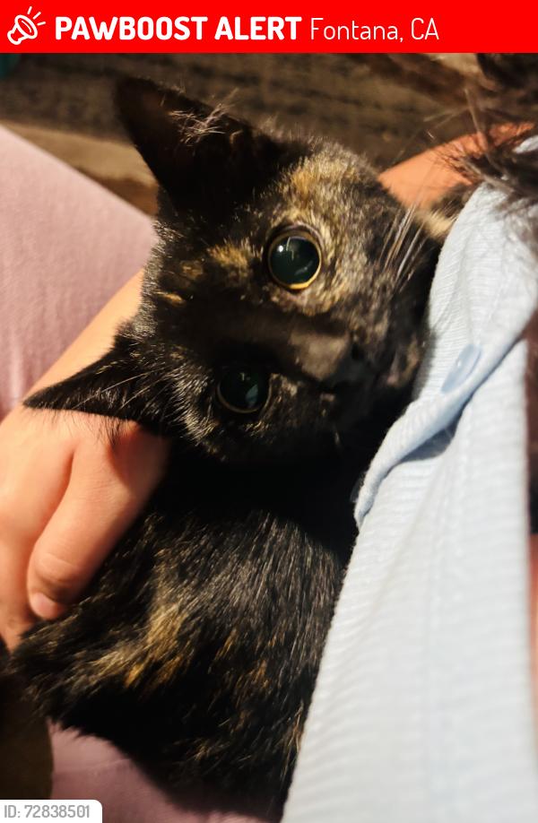 Lost Female Cat last seen Upland Ave and Emerald Ave , Fontana, CA 92335