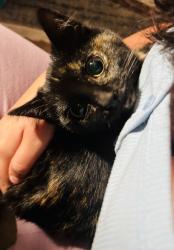 Lost Female Cat last seen Upland Ave and Emerald Ave , Fontana, CA 92335