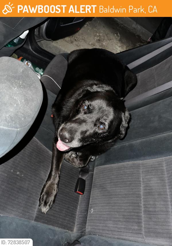 Found/Stray Female Dog last seen Barnes Ave and Waltham St, Baldwin Park, CA 91706