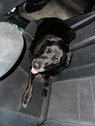 Found/Stray Female Dog last seen Barnes Ave and Waltham St, Baldwin Park, CA 91706