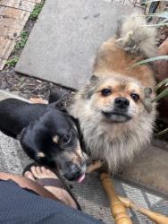 Lost Male Dog last seen Les harrison, San Antonio, TX 78250